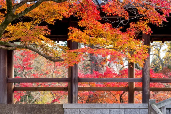 Tokyo, Japonya için kırmızı ve turuncu momiji yapraklarla sonbahar ağaçlar