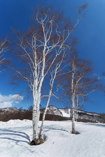 日本日间的新泻地区雪国观 — 图库照片