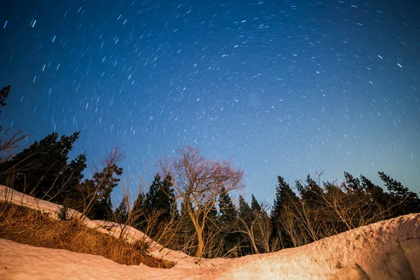 Árvores Florestais Niigata Japão — Fotografia de Stock