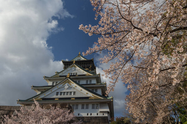 Древний храм Осаки, окруженный цветущими сакурами, Япония
