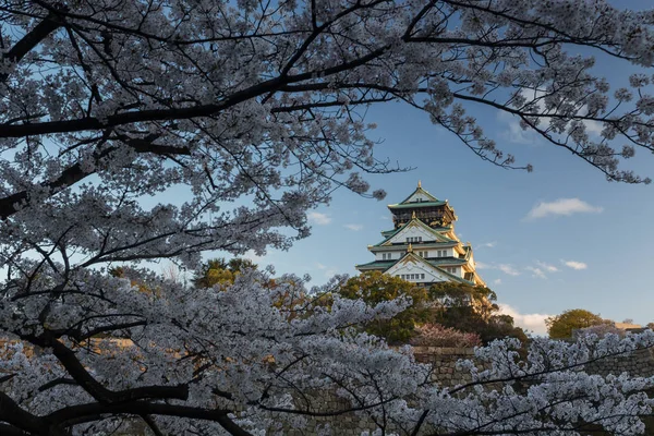 Templo Osaka Antigo Rodeado Por Árvores Sakura Florescentes Japão — Fotografia de Stock