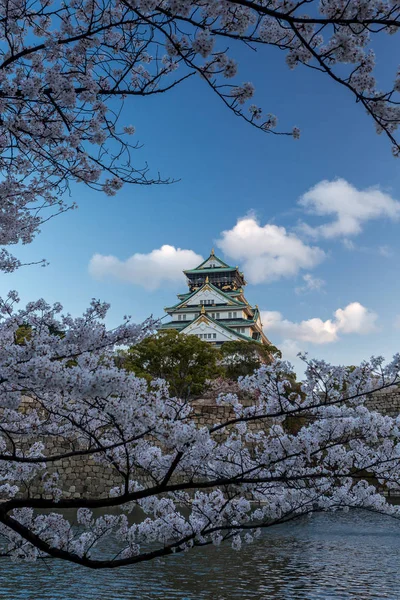 日本古大阪寺 樱花树环抱 — 图库照片