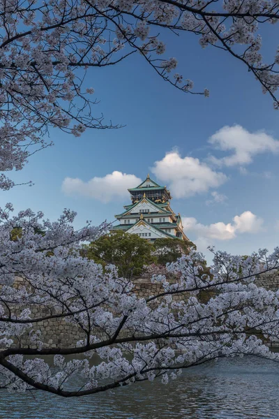 Templo Osaka Antigo Rodeado Por Árvores Sakura Florescentes Japão — Fotografia de Stock