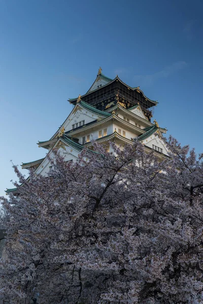 Antiguo Templo Osaka Rodeado Árboles Florecientes Sakura Japón —  Fotos de Stock