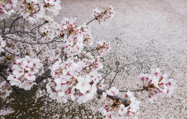 Nahaufnahme Von Blühenden Zweigen Des Sakura Baumes Bei Tag — Stockfoto