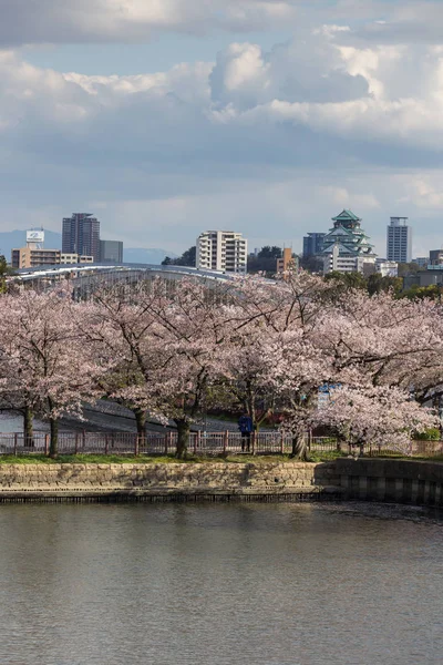 Árboles Sakura Flor Con Fondo Ciudad Osaka Japón — Foto de Stock