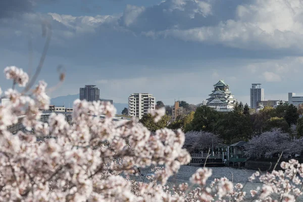 Árboles Sakura Flor Con Fondo Ciudad Osaka Japón —  Fotos de Stock