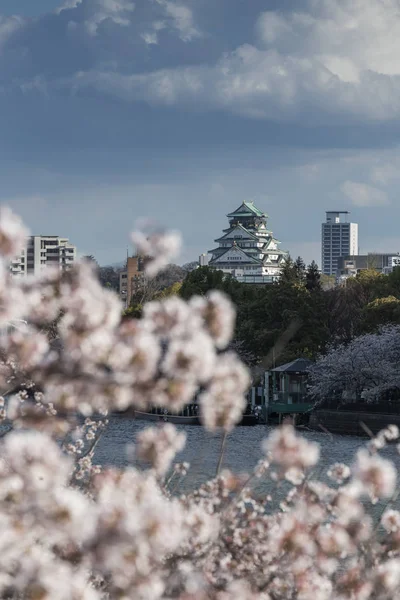 日本大阪樱花树盛开的背景 — 图库照片