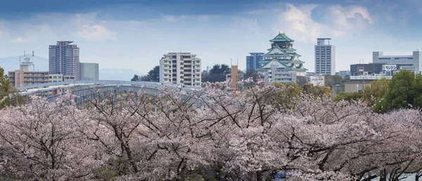 Sakura Bäume Blühen Moderne Wolkenkratzer Hintergrund Stockbild
