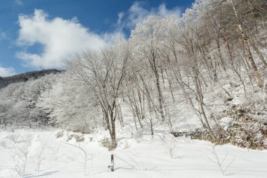 Karlı kış Doğa Merkezi Japonya Dağları ve ağaçları manzaralı