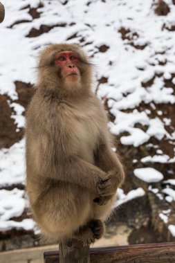 Monkey in natural onsen, hot spring, located in Snow Monkey, Nagano Japan. clipart