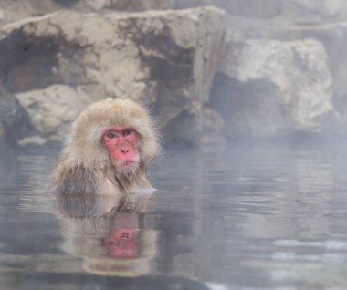 Kar maymun, Nagano Japonya bulunan doğal onsen, kaplıca, maymun.