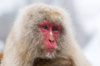 Kar maymun, Nagano Japonya bulunan doğal onsen, kaplıca, maymun.