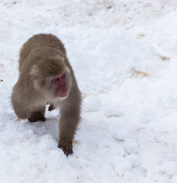 Mono Onsen Natural Aguas Termales Ubicado Snow Monkey Nagano Japón — Foto de Stock