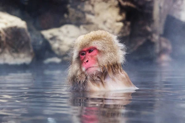 Majom Természetes Onsen Forró Tavasz Található Hóban Majom Nagano Japán — Stock Fotó