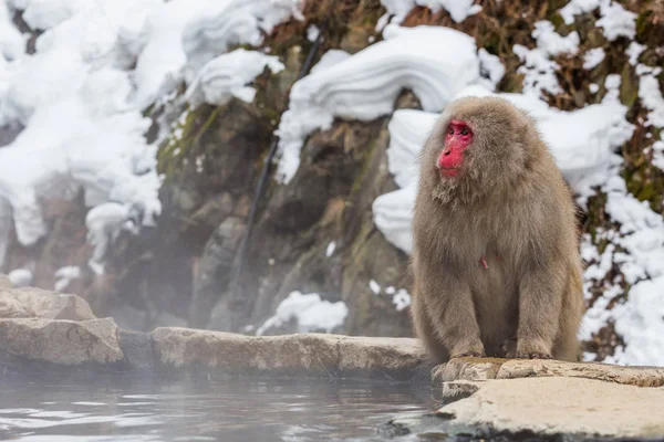 Mono Onsen Natural Aguas Termales Ubicado Snow Monkey Nagano Japón — Foto de Stock