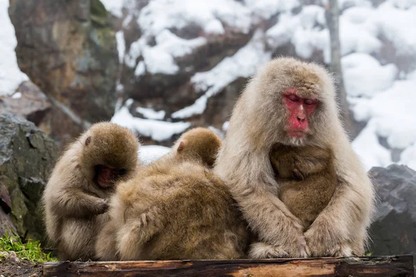 Scimmie Onsen Naturale Sorgente Termale Situato Snow Monkey Nagano Giappone — Foto Stock