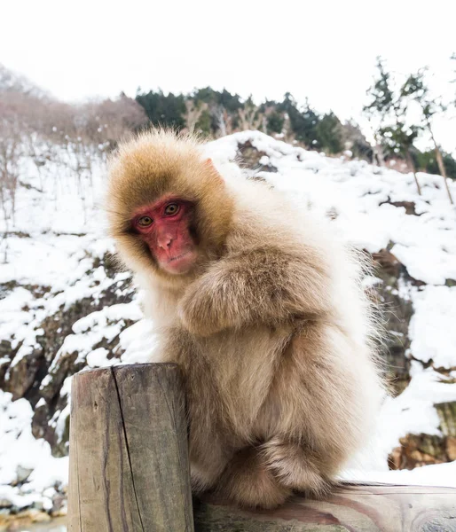 Monkey Natural Onsen Hot Spring Located Snow Monkey Nagano Japan — Stock Photo, Image