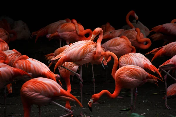 Grupo Flamingos Zoológico Pássaros Fundo Escuro — Fotografia de Stock