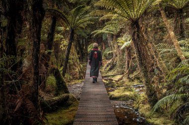 Buzul harika manzara tilki