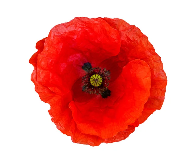 Bright Red Poppy Flower Isolated White Top View — Stock Photo, Image