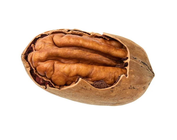 Pecan Geïsoleerd Een Witte Achtergrond Macro Schot — Stockfoto