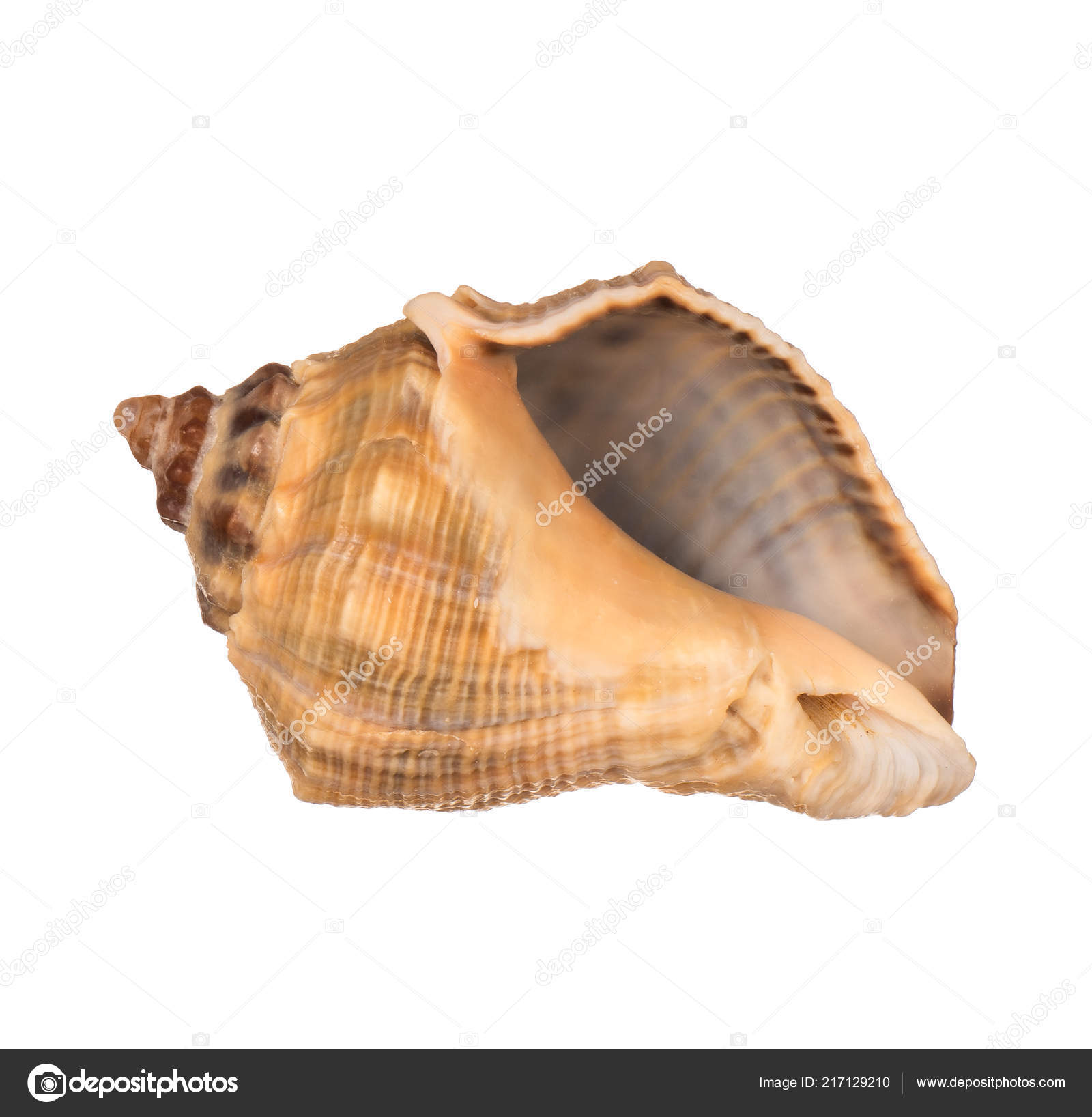 Seashell White Background Stock Photo by ©itor115.gmail.com 217129210