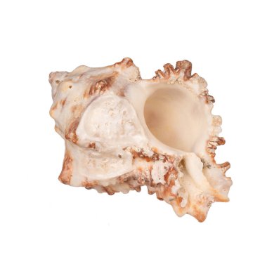 Beyaz arkaplanda deniz kabuğu