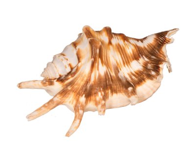Beyaz arkaplanda deniz kabuğu