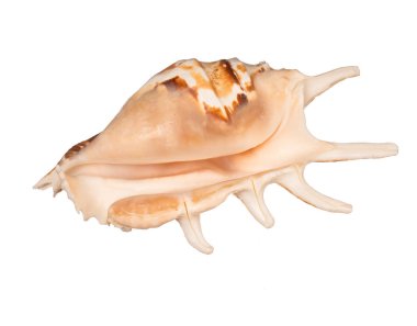 Beyaz arkaplanda deniz kabuğu