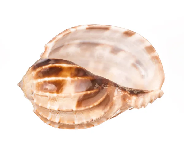 Seashell Elszigetelt Fehér Háttér — Stock Fotó