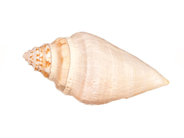 Seashell isolated on white background