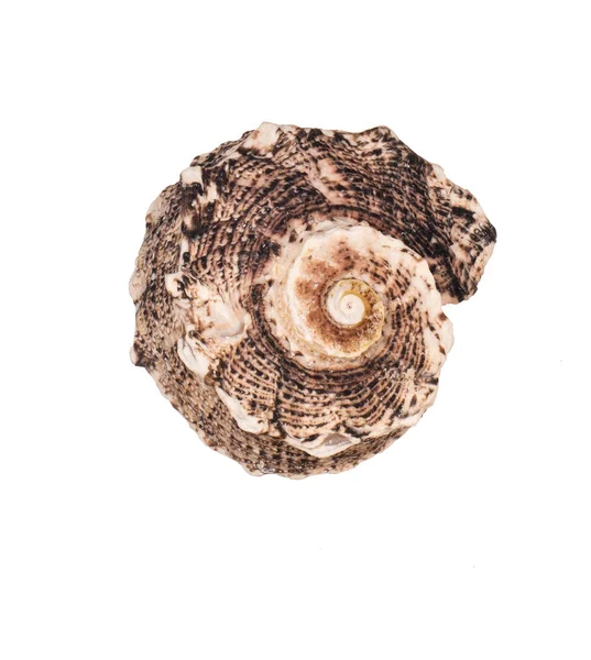 Seashell Sfondo Bianco — Foto Stock