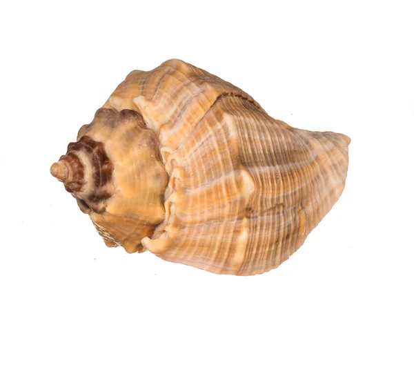 Seashell Изолированы Белом Фоне — стоковое фото