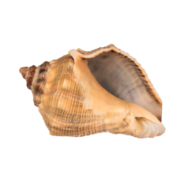 Seashell Bílém Pozadí — Stock fotografie