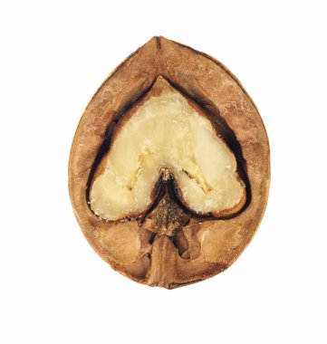 Ceviz, beyaz arka plan üzerinde makro çekim izole yarısı tek