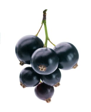 siyah frenk üzümü izole makro studio vurdu