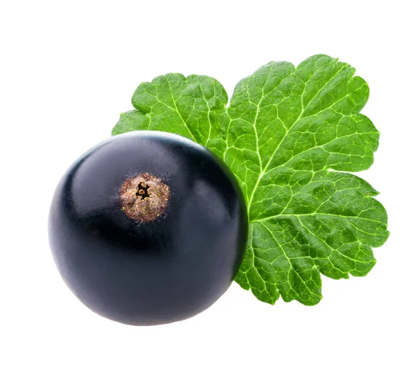 Frutos Grosella Negra Con Hoja Verde Aislada Sobre Fondo Blanco —  Fotos de Stock