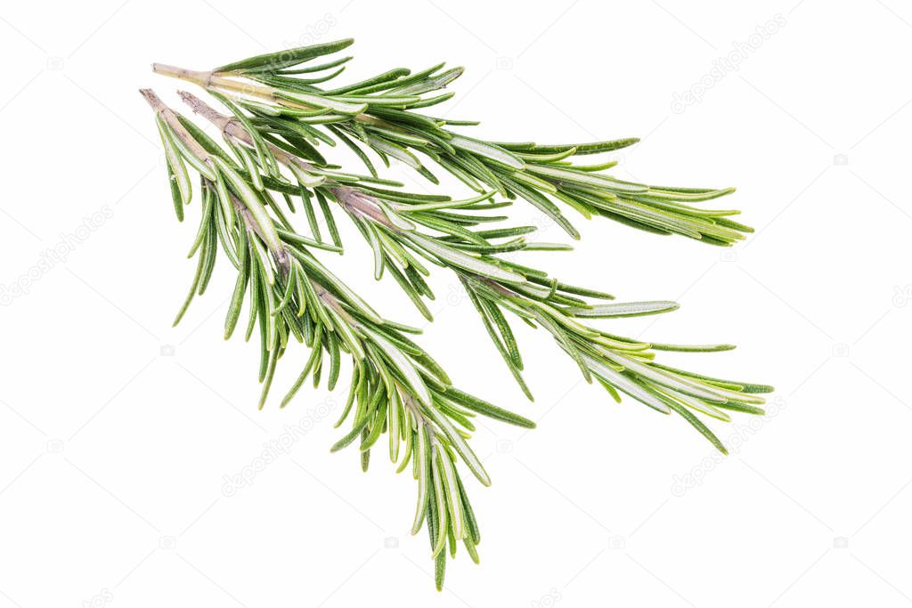 Fresh green sprig of rosemary isolated on a white background