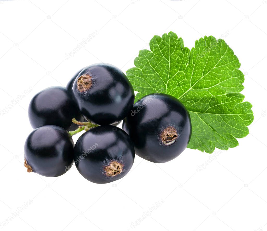 black currant fruits with green leaf isolated on white background