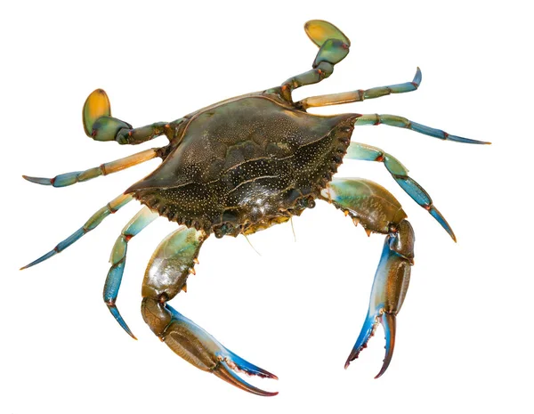 Crabe Bleu Isolé Sur Fond Blanc — Photo