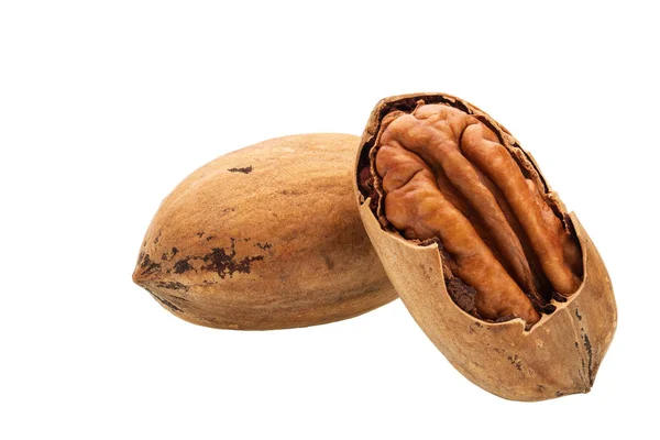 Two Pecan Nut Isolated White Background — Stock Photo, Image