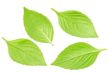 Yakın çekim stüdyo çekim taze yeşil fesleğen izole üzerinde beyaz arka plan bırakır