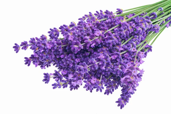 Lavender flowers in closeup. Bunch of lavender flowers isolated over white background.
