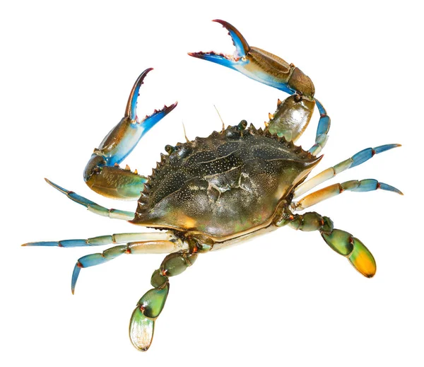 Blue Crab Isolated White Background — Stock Photo, Image