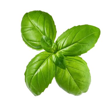 Yakın çekim stüdyo çekim taze yeşil fesleğen bitki üzerinde izole beyaz arka plan bırakır. Üstten görünüm