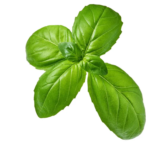 İzole üzerinde beyaz arka plan yakın çekim stüdyo çekim taze yeşil fesleğen bitki yaprakları