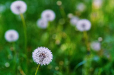 Dandelions yeşil bir arka plana sahip bir alanda. Seçici odak