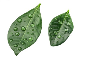 Beyaz bir arka plan üzerinde izole damla ile narenciye yeşil yaprakları