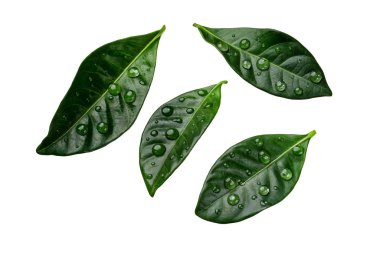 Beyaz bir arka plan üzerinde izole damla ile narenciye yeşil yaprakları